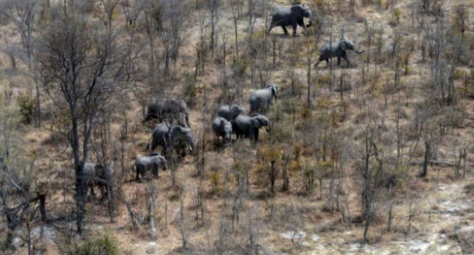 This aerial photograph shows elephants roaming in the plains of the Chobe district in the northern part of Botswana where officials say more than 100 elephants have died due to drought over the past two months.  By MONIRUL BHUIYAN AFP