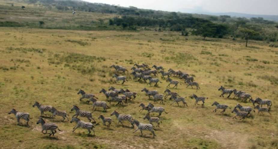 Thousands of Kenyan herders have invaded ranches, slaughtering animals and destroying pasture. Eight people have been killed in the land invasions since December.  By  AFPFile
