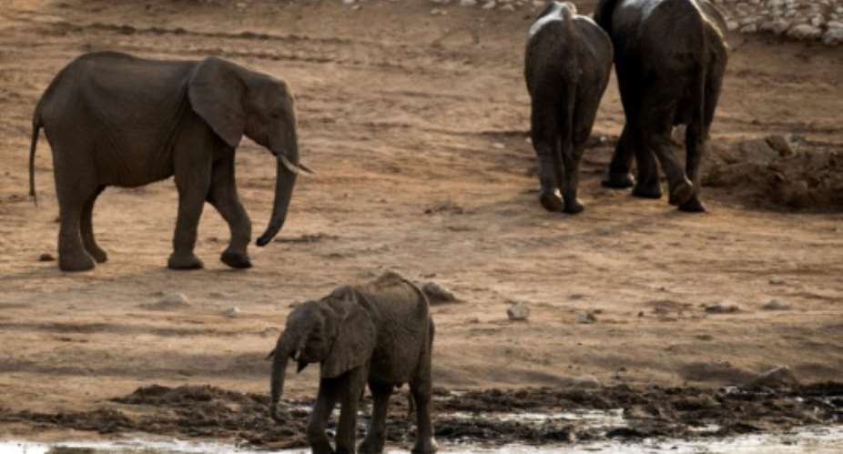 Threatened: Hundreds of elephants are to move home in the biggest wildlife transfer in Zimbabwe's history.  By MARTIN BUREAU AFPFile
