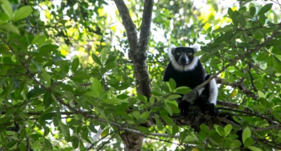 Threatened: Lemurs in Madagascar's Vohibola forest are in danger of being wiped out by poaching and logging.  By RIJASOLO AFP