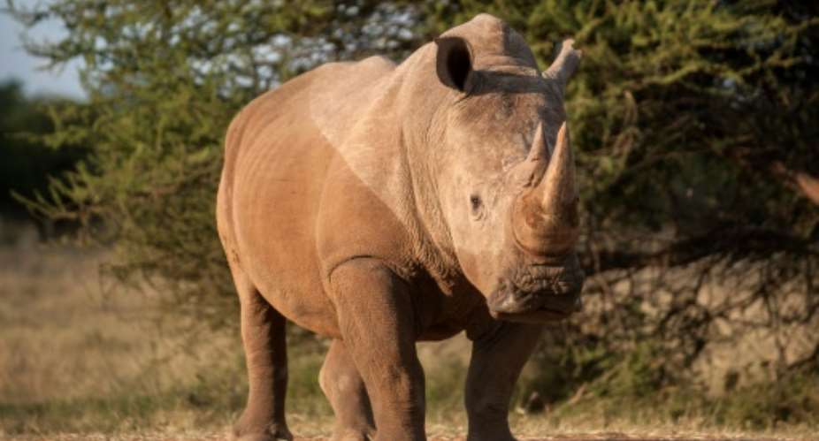 Threatened: Rhinos are major targets for poachers.  By STEFAN HEUNIS AFP