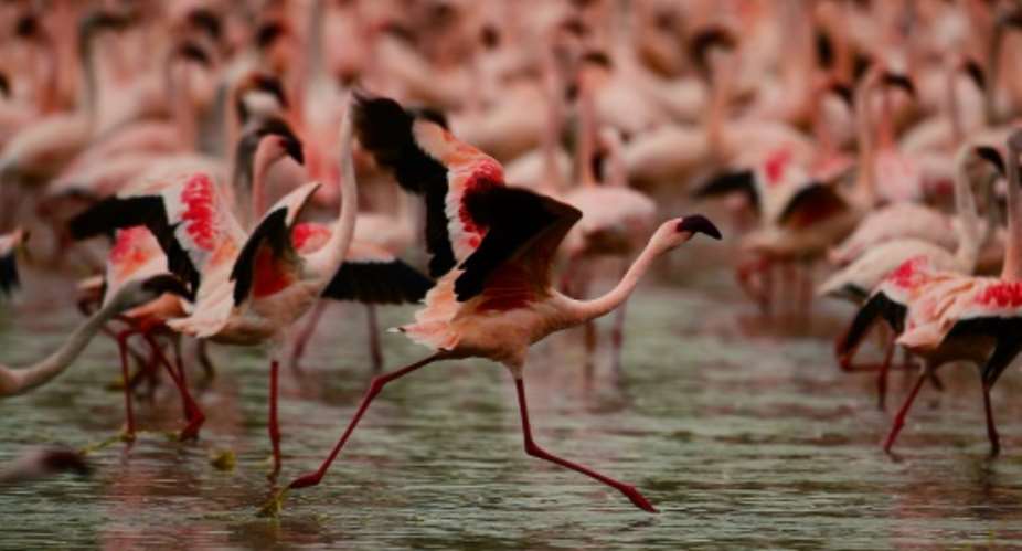 Three-quarters of the world's lesser flamingos live in East Africa.  By CARL DE SOUZA AFP