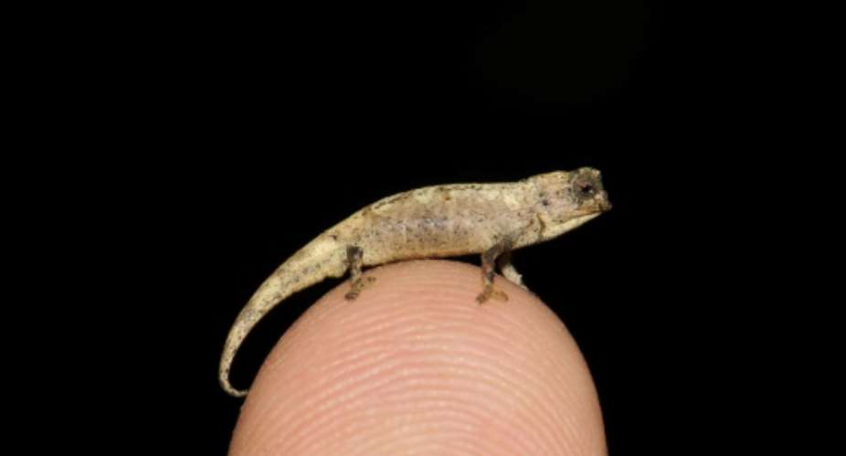 Tiny enough to perch comfortably on a fingertip, the ultra-compact chameleon -- dubbed Brookesia nana -- has the same proportions and world-weary expression as its larger cousins around the world.  By Frank GLAW Zoologische Staatssammlung MunchenAFPFile