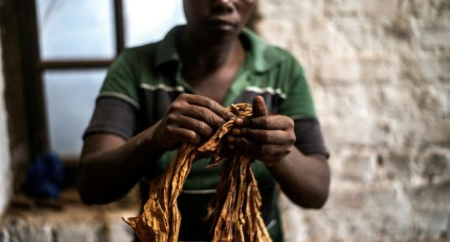 Tobacco is known locally in Malawi as green gold, but the southern African nation must wrestle with allegations of child labour if the industry is to have a future.  By GIANLUIGI GUERCIA AFPFile
