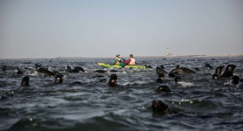 Tourists paddle among seals in 2017 in waters off Namibia, where a scandal over quotas for fishing has triggered US sanctions.  By GIANLUIGI GUERCIA AFPFile