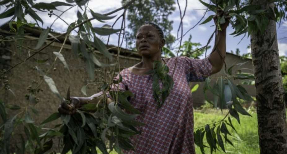 Traditional healer Mariam Kabika, seen cutting eucalyptus leaves, believes she has found a cure for Ebola.  By Glody MURHABAZI (AFP)