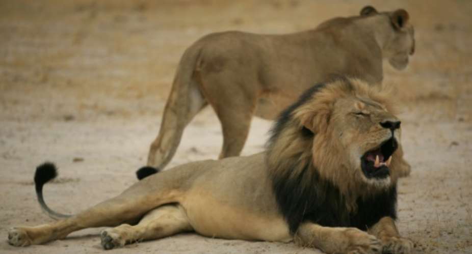 The killing of Cecil the lion, shown here in a photo released by the Zimbabwe National Parks agency, sparked global outrage.  By - ZIMBABWE NATIONAL PARKSAFP