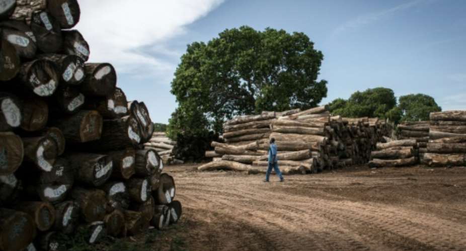 Tropical forests cover more than half of Mozambique's land mass but China's insatiable appetite for rare woods to feed its furniture industry means the country is being stripped of its slow-growing tropical forests.  By JOHN WESSELS AFP