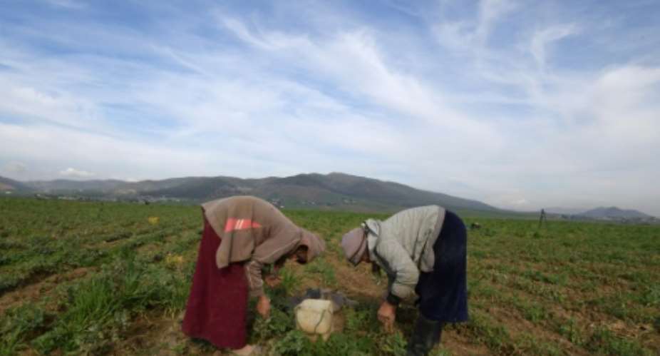 Tunisia's agricultural sector relies heavily on low-paid day labourers, many of them women, who work in often arduous conditions.  By FETHI BELAID AFPFile