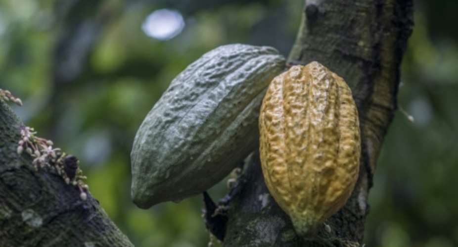 Two cocoa pods, which can each hold some 30 to 40 cocoa beans that are used to make chocolate.  By CRISTINA ALDEHUELA AFPFile