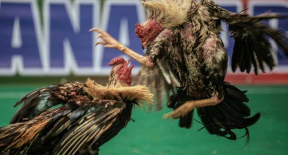 Two competing roosters rear up to face each other in the heart of a rowdy Madagascan arena before bursting forward in attack.  By GIANLUIGI GUERCIA (AFP/File)