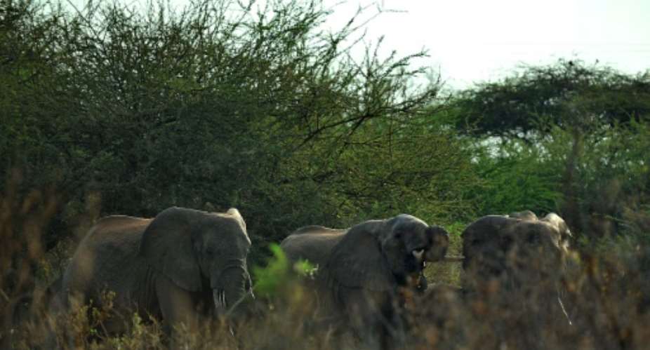 Elephants socialise near a watering hole at the Tsavo National Park on July 20, 2011.  By Tony Karumba AFPFile