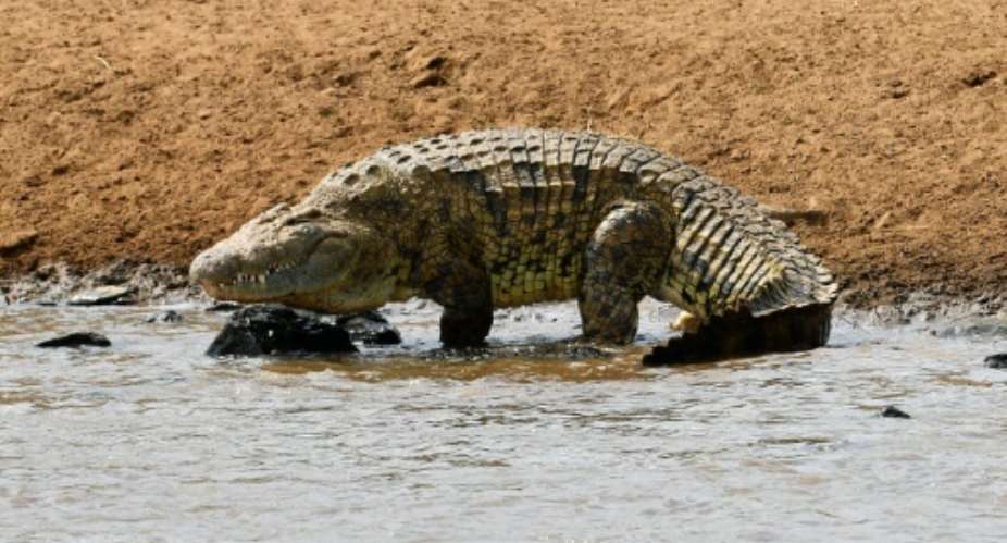 Two neighbours who witnessed the attack in Tete, Mozambique estimated the crocodile to have been about five-metres 16-feet long.  By Carl DE SOUZA AFPFile