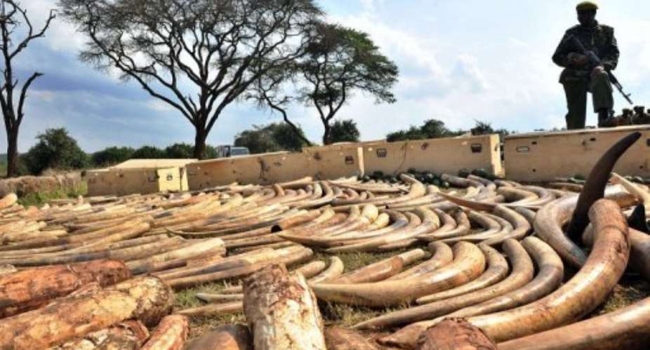 Thousands of elephants are butchered for their ivory every year, said Kelvin Alie, IFAW's Wildlife Crime Director.  By Tony Karumba AFPFile
