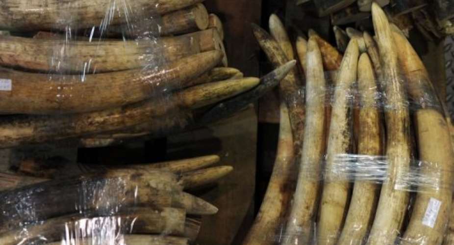 Seized ivory tusks are displayed at a Hong Kong customs press conference on January 4, 2013.  By Dale de la Rey AFPFile