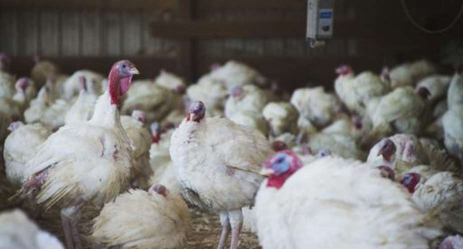 Bird flu has been spreading in poultry farms, markets and family holdings in Burkina Faso, the Ivory Coast, Niger, Nigeria and Ghana.  By Jim Watson AFPFile
