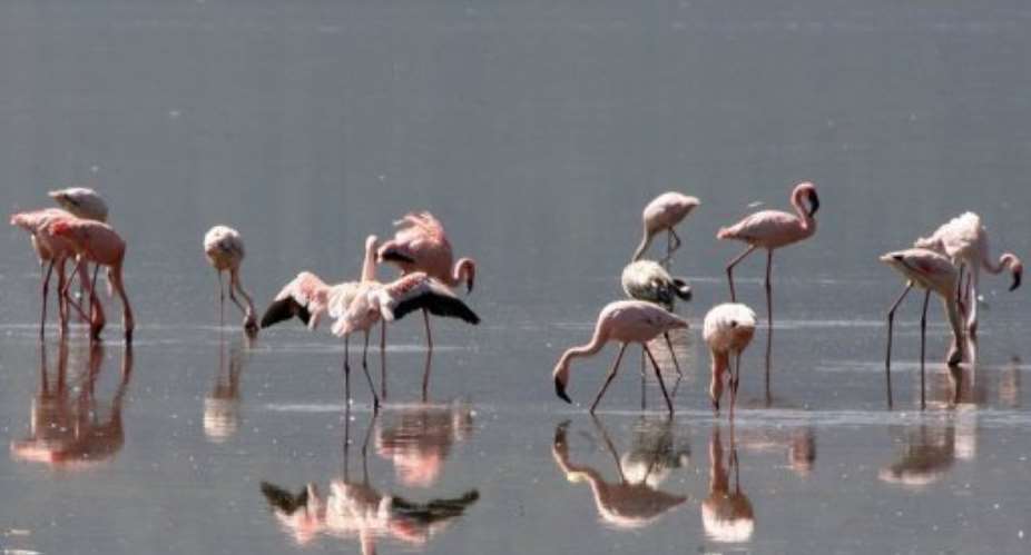 The Kenyan lake district is the most important foraging site for the lesser flamingo anywhere, UNESCO said.  By Simon Maina (AFP/File)