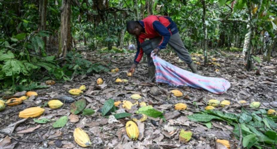 Unusually heavy rains have slammed cocoa output in Ivory Coast, the world's top global producer.  By Sia KAMBOU AFP