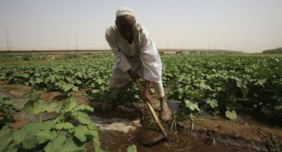 Sudanese farmers are experiencing shorter harvest seasons due to weather changes from El Nino.  By Ashraf Shazly AFPFile