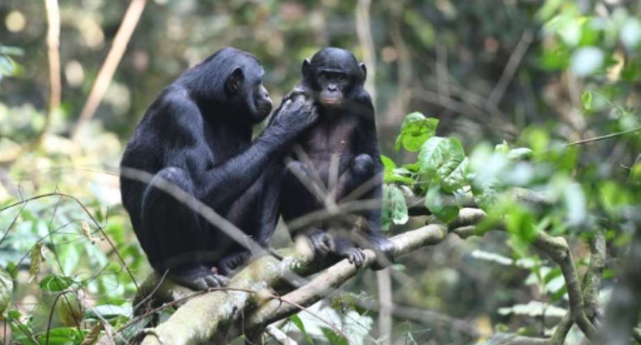 Urban expansion and hunting have pushed chimpanzees, humanity's closest relative in the animal kingdom, into shrinking islets of wildness.  By Martin Surbeck Max Planck Institute for Evolutionary AnthropologyAFPFile