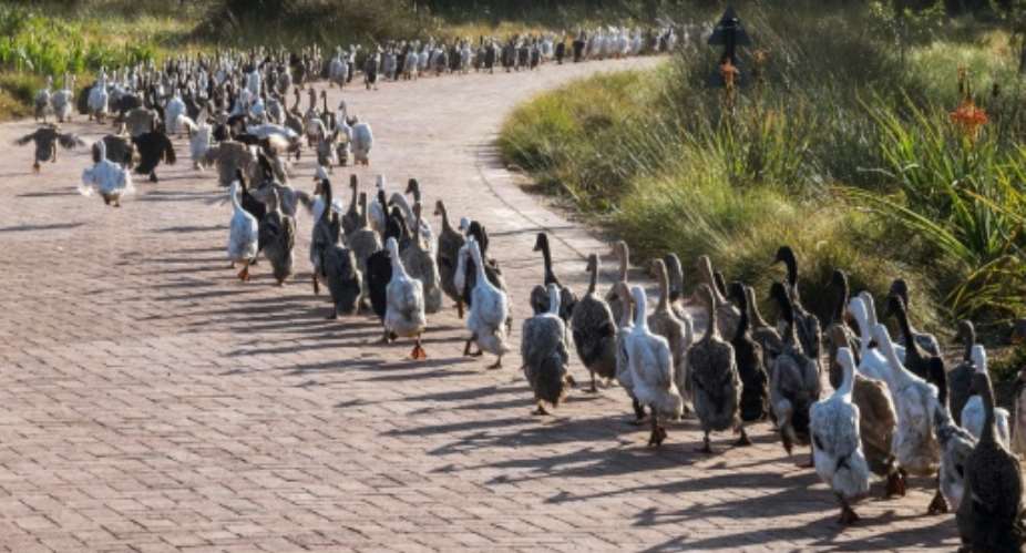 Using ducks to forage for insects is an environmentally friendly method of pest control.  By RODGER BOSCH (AFP)