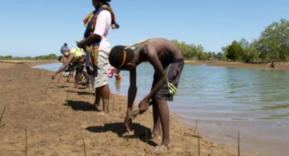 Volunteers replant dozens of mangrove propagules or shoots in a field near the village of Amboanio in the Melaky Region in Madagascar, part of a WWF programme to restore the mangroves..  By Laure FILLON AFP