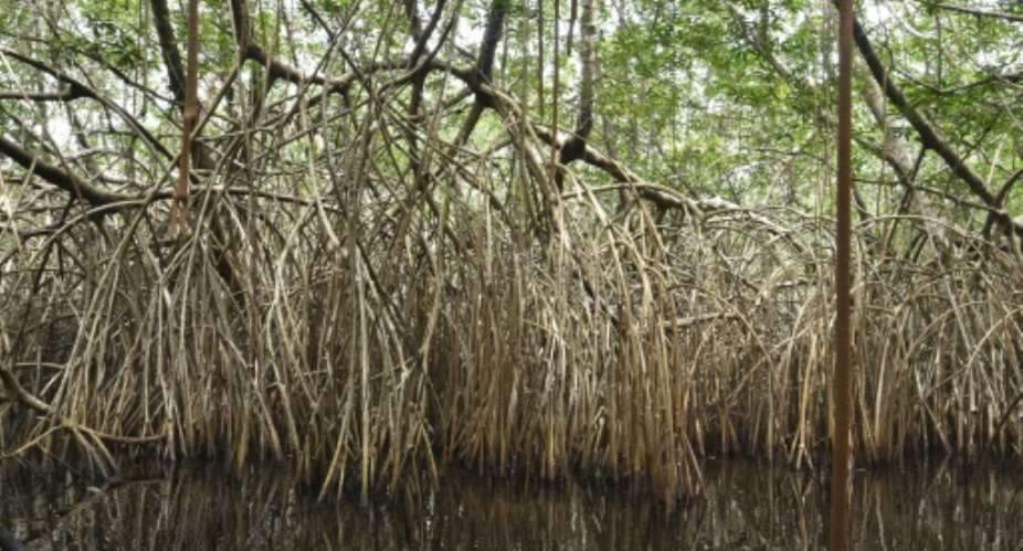 Wetlands are being lost three times faster than forests, and the impact on accelerating climate change could be devastating, the Ramsar Convention has warned.  By SIA KAMBOU AFPFile