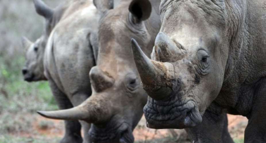 Wildlife campaigners fear that the new rules could further put rhinos at risk of being poached.  By TONY KARUMBA AFPFile