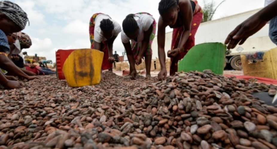 Women sort cocoa beans in Ivory Coast on July 3, 2019.  By Sia KAMBOU AFPFile