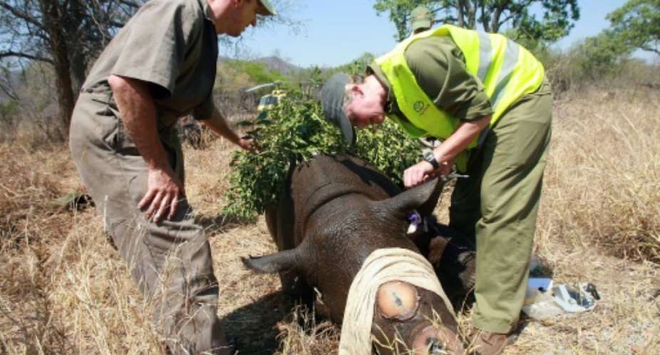 Workers from World Wildlife Fund WWF go through a process of de-horning a rhino on October 8, 2010 in Chipinge National Park situated at 360km west of Harare.  By Desmond Kwande AFPFile