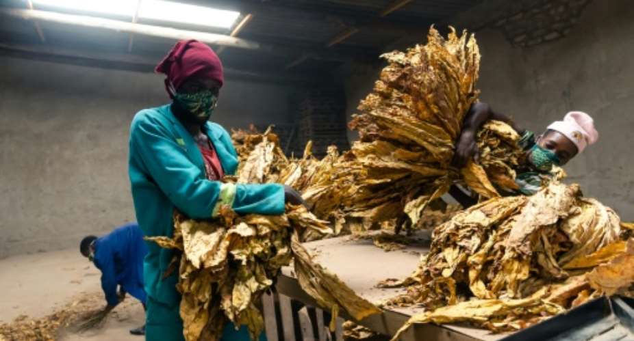 Workers wearing facemasks grade tobacco leaves at a farm in Bromley, eastern Zimbabwe.  By Jekesai NJIKIZANA AFP