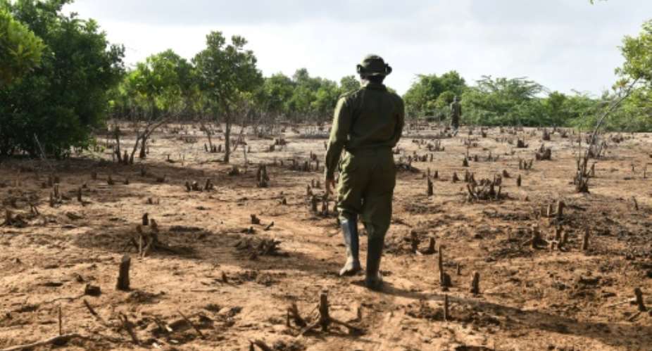 Years of unchecked exploitation have inflicted terrible damage on the mangroves, mudflats and sandy dunes of the estuary of Kenyas second-longest river.  By SIMON MAINA (AFP)