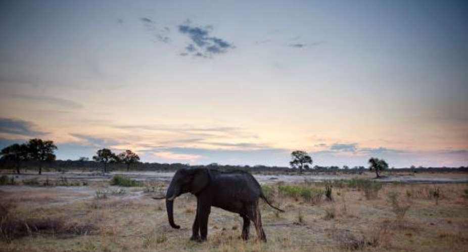 An African elephant is pictured on November 19, 2012, in Hwange National Park in Zimbabwe.  By Martin Bureau AFPFile