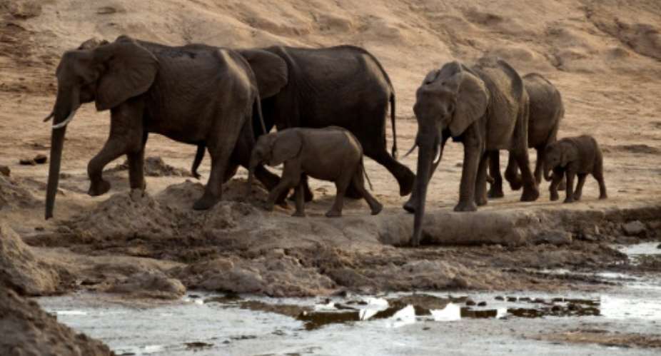 Zimbabwe has sold nearly 100 elephants to China and Dubai for a total price of 2.7 million over six years, the countrys wildlife agency said Wednesday, citing overpopulation.  By MARTIN BUREAU AFPFile