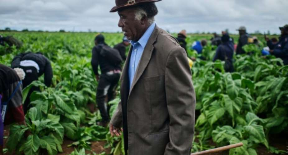 Zimbabwe is Africas leading producer of tobacco.  By Zinyange Auntony (AFP)