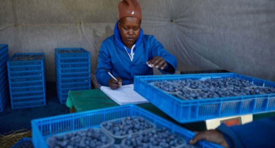 Zimbabwe is Africas third-largest blueberry producer.  By Jekesai NJIKIZANA (AFP)