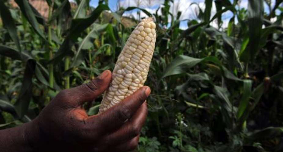 The bulk of Zimbabwe's annual corn crop has been written off due to poor rains.  By Alexander Joe AFPFile