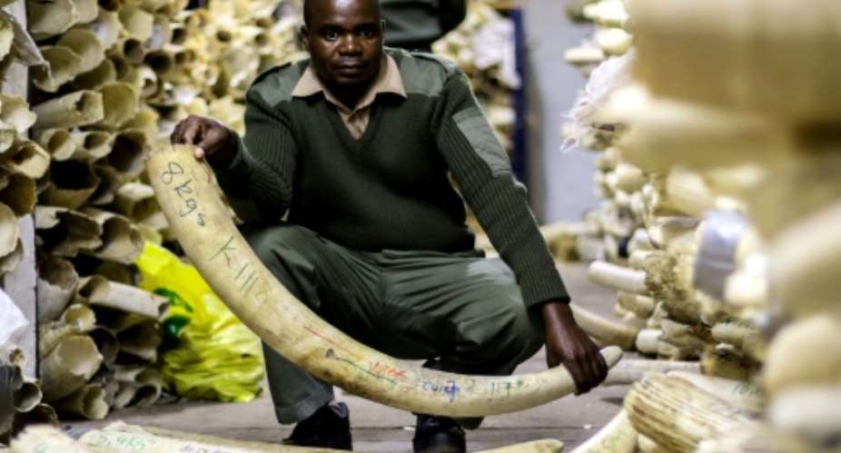 Zimbabwean wildlife authorities estimate their ivory stockpile is worth 300 million.  By Jekesai Njikizana AFPFile