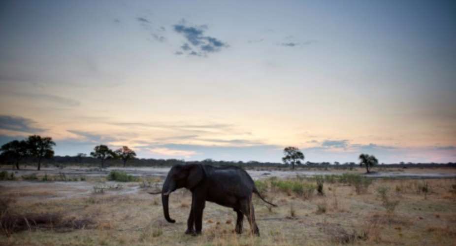 Zimbabwe's elephants are believed to be suffering from a bacterial infection, which has killed at least 34 so far.  By MARTIN BUREAU AFPFile