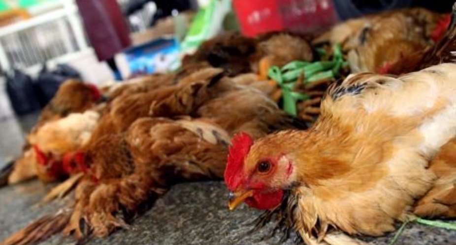 No cause for alarm, government insists after five birds test positive for bird flu