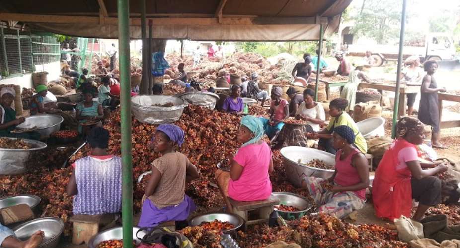 8216;Oil Palm Sector Needs Financial Support8217;