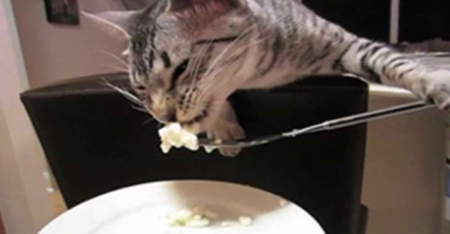 Cat eats mashed potato with a fork