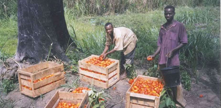 Tomato farmers cry for help to overcome poor returns