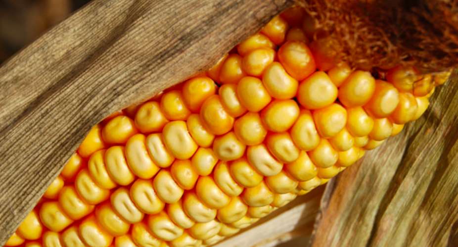Brazil Wont Buy U.S. GMO Corn, Highlights Worldwide Divide Over GMOs