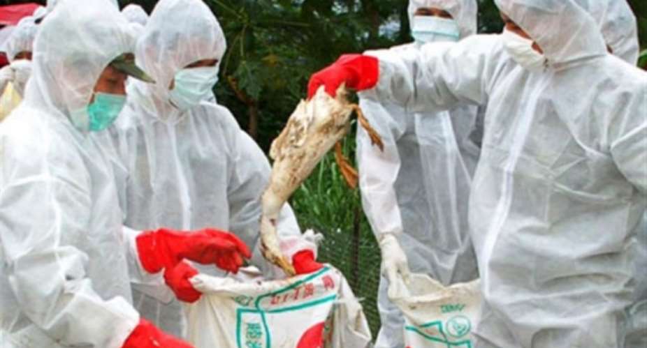Bird flu: Two poultry farms destroyed in Volta region