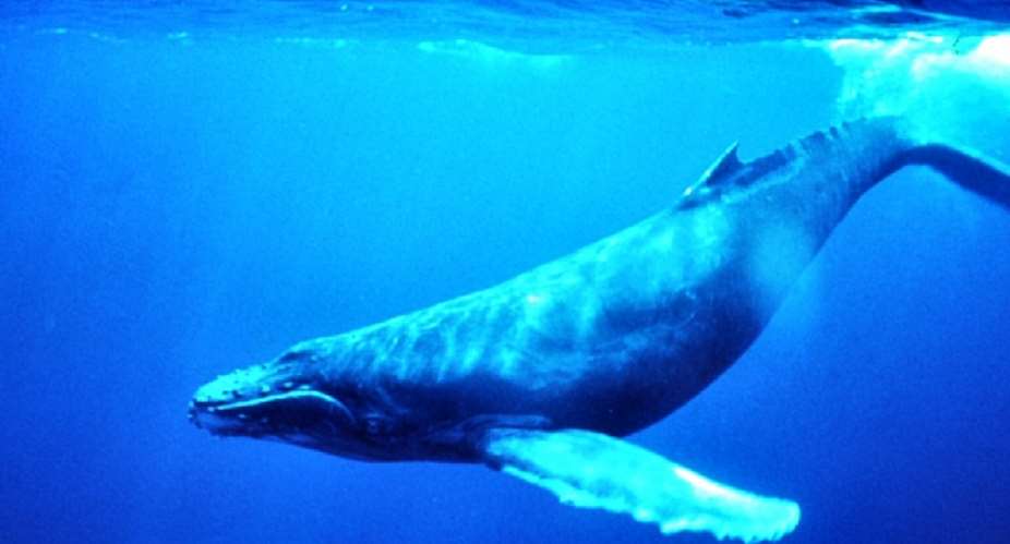 Have you asked the blue whale why it is the biggest animal on earth, corporate employees?