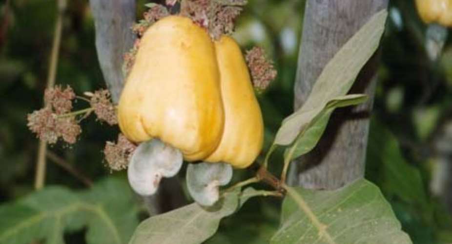 Two companies donate pesticides to cashew farmers