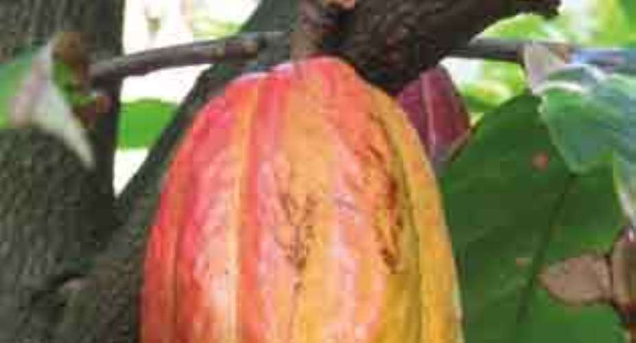 Watch Anas' video of cocoa smuggling in Ghana Part 2