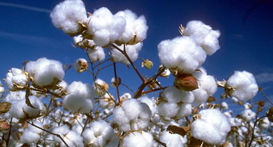 Cotton Industry Still Limping