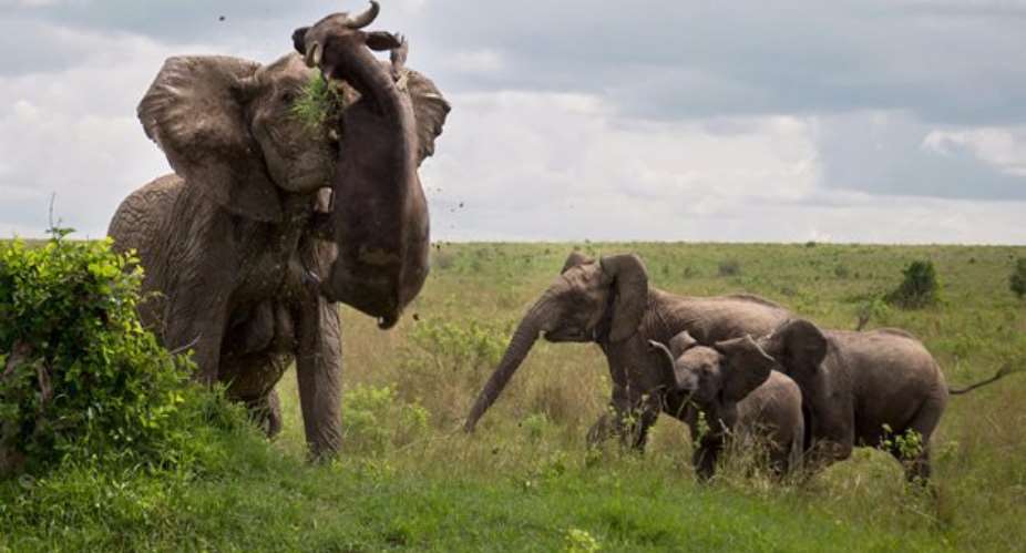 Mother elephant skewers buffalo after it gets close to her calves